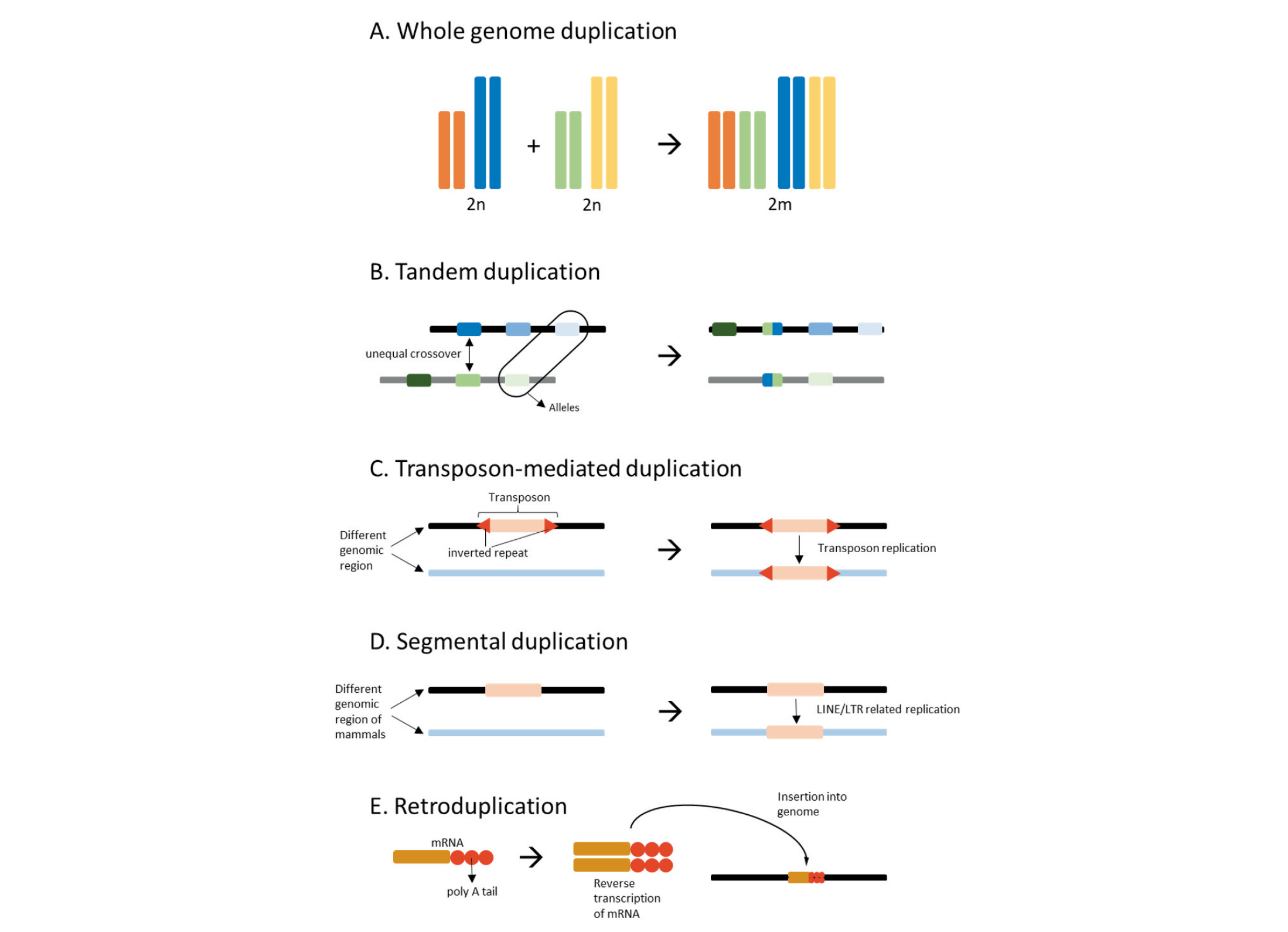 Journal of Animal Breeding and Genomics – JABG Journal of Animal Breeding and Genomics – JABG