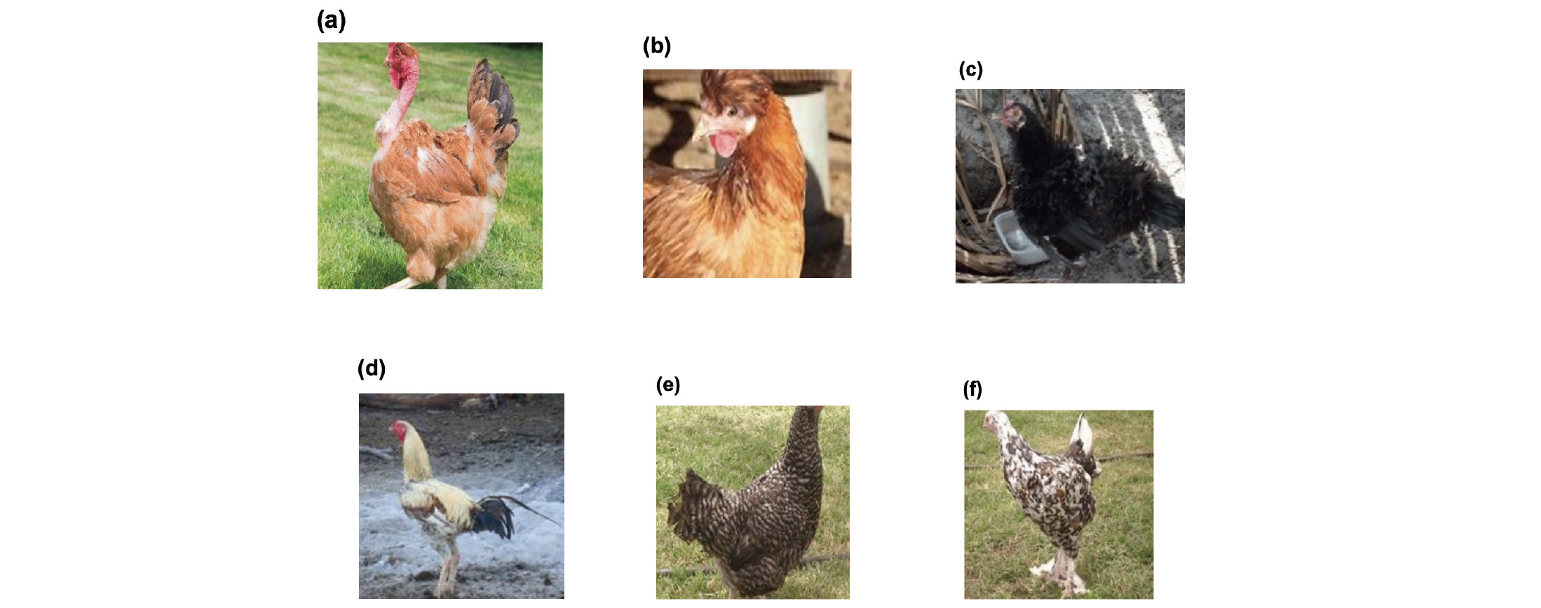 Journal of Animal Breeding and Genomics – JABG Journal of Animal Breeding and Genomics – JABG